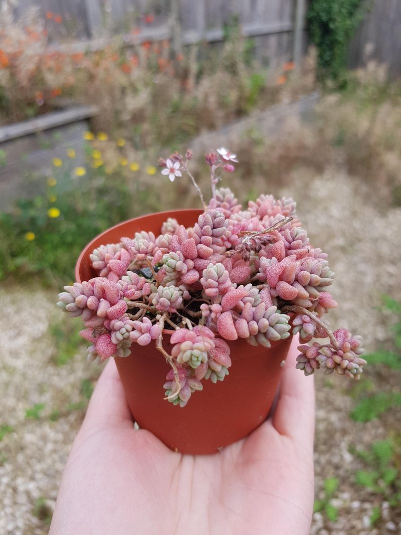 Sedum