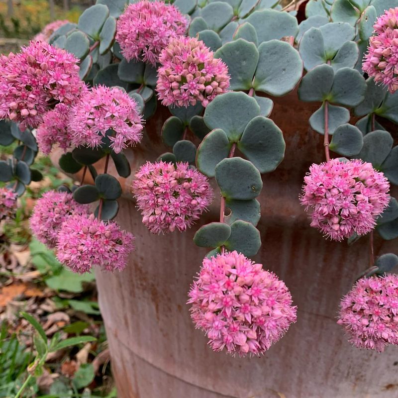 Sedum