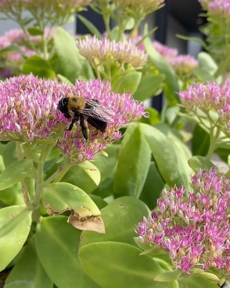 Sedum