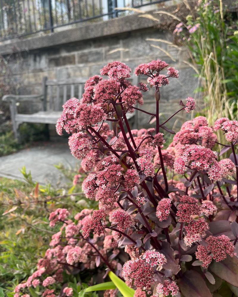 Sedum