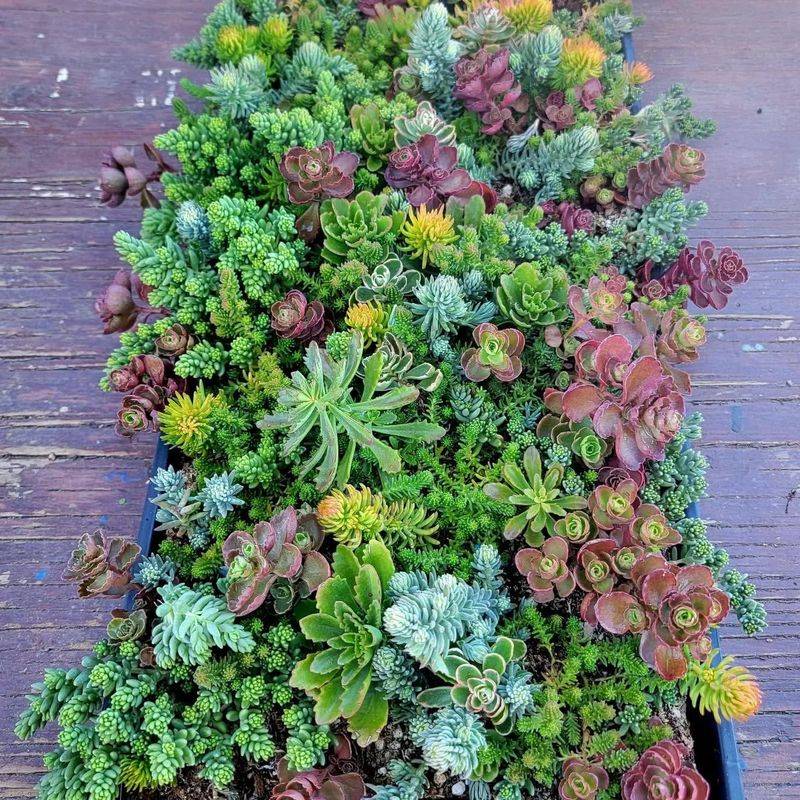 Sedum Mat