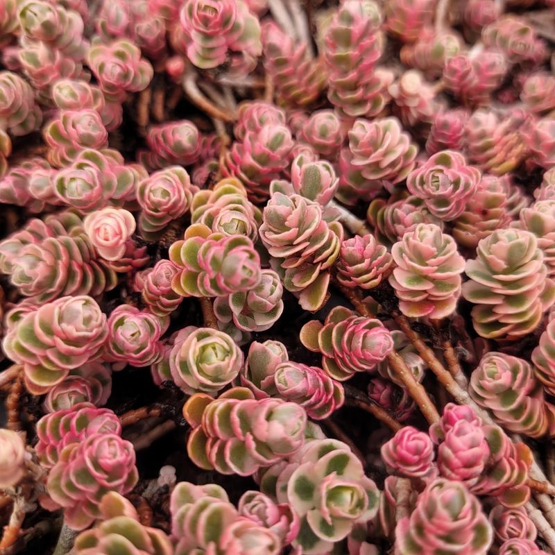 Sedum Spurium