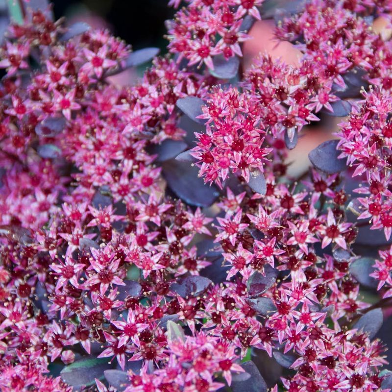 Sedum Spurium