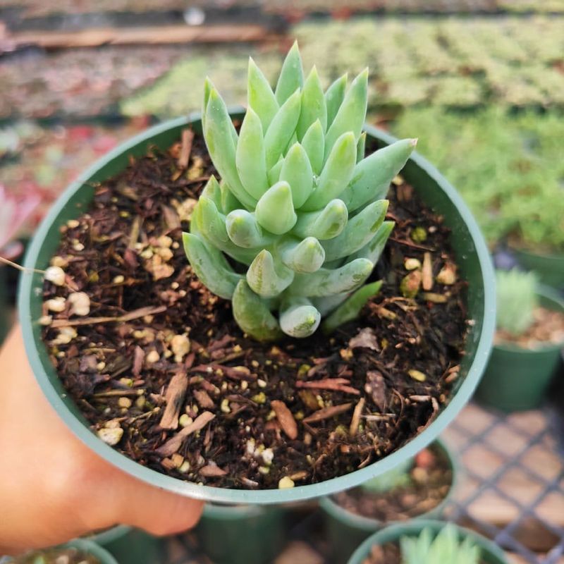 Sedum morganianum 'Burrito'