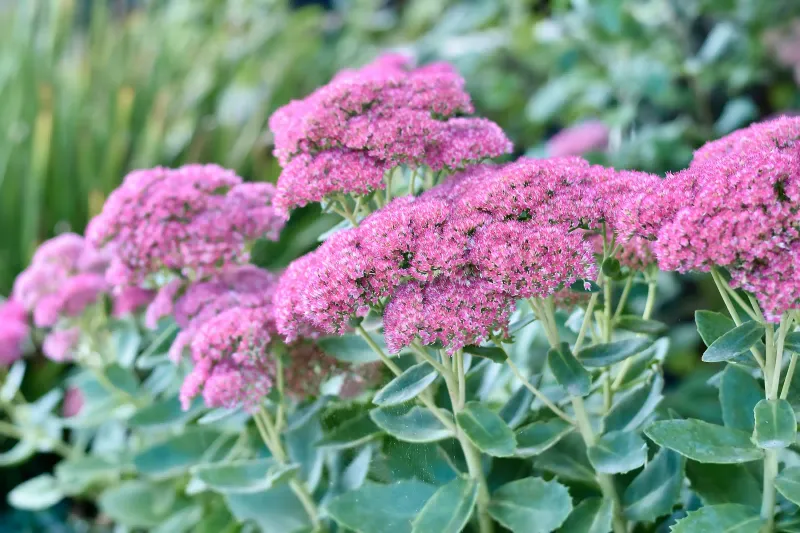 Sedum