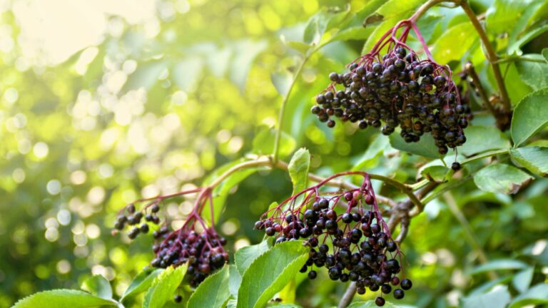 elderberry tree