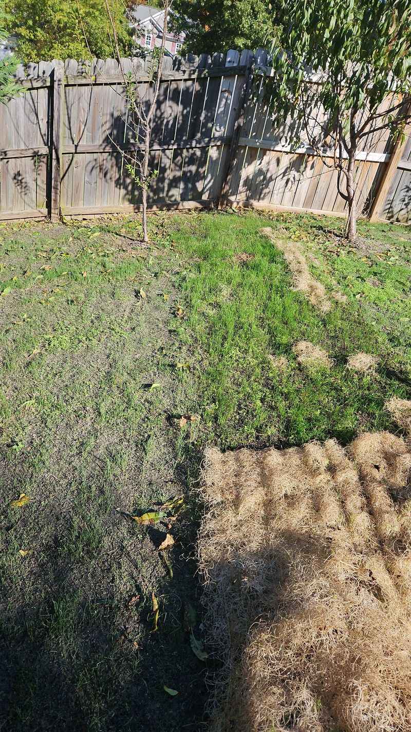 Seed Blanket Seeding