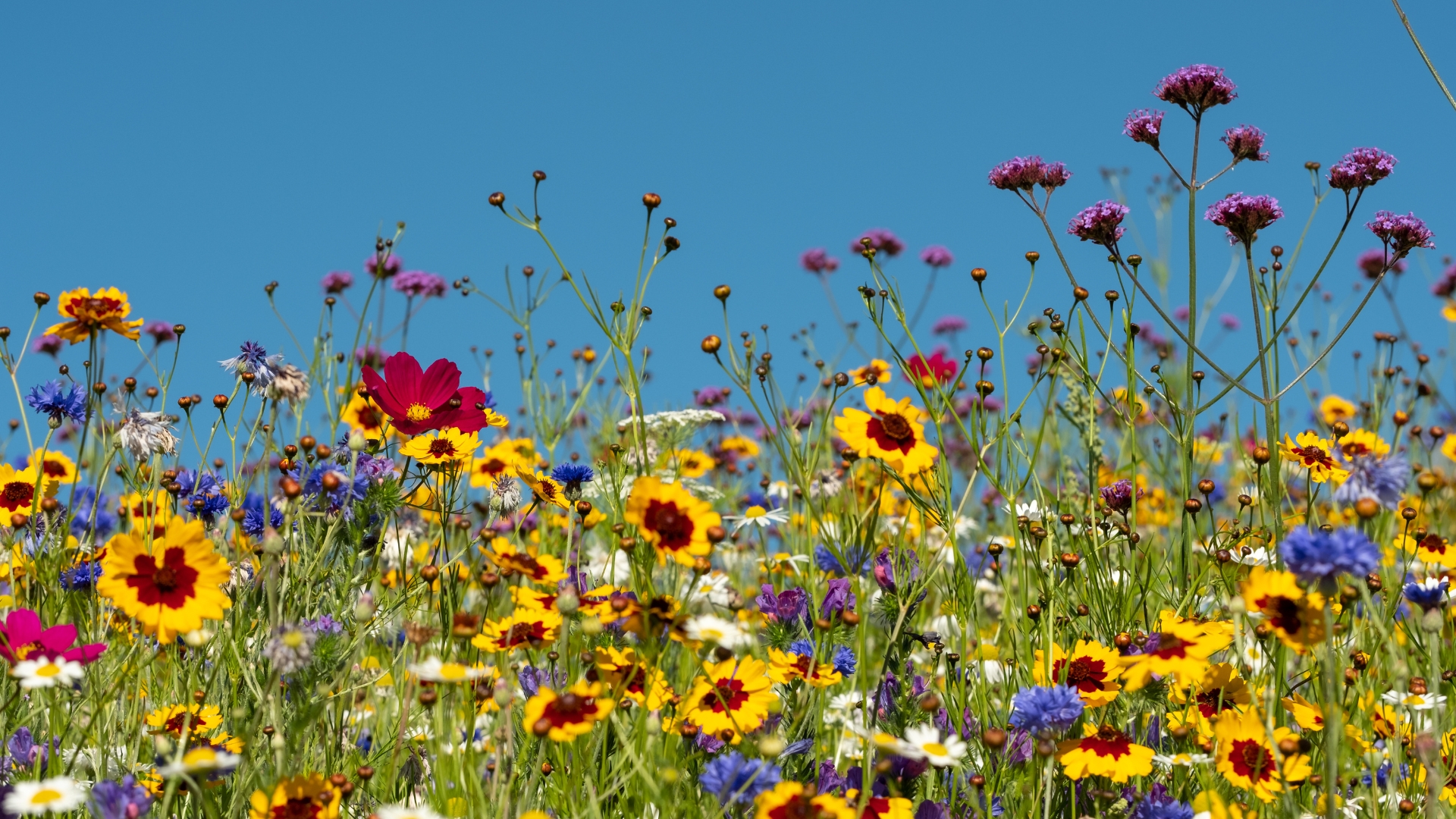 Seeds You Need For A Garden Full Of Unique Color Varieties