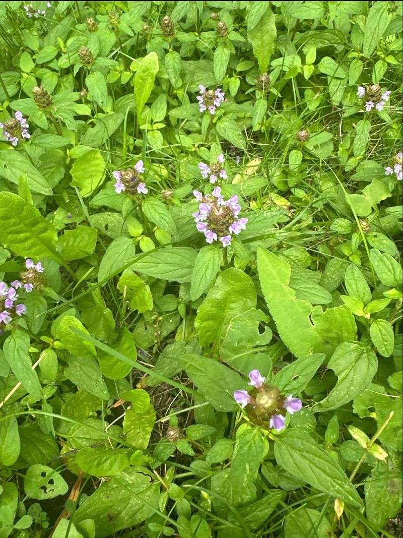 Self-Heal