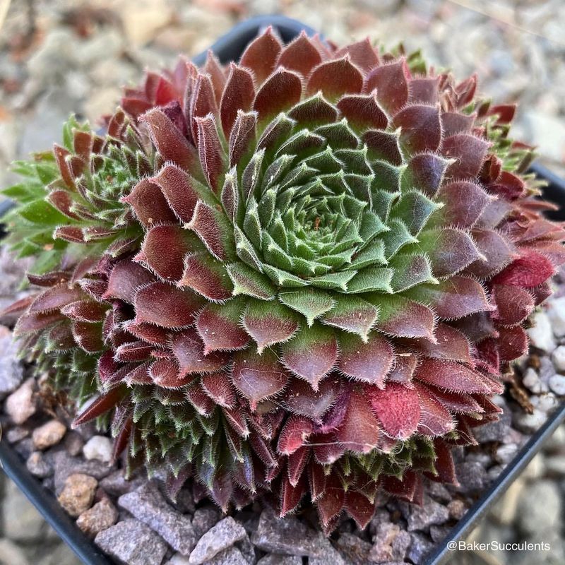 Sempervivum