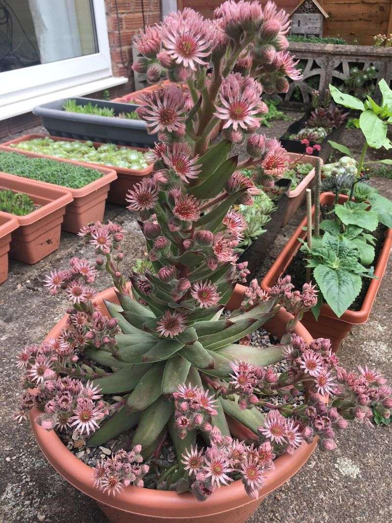 Sempervivum