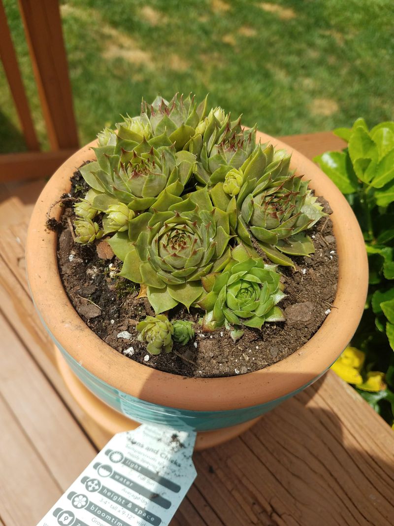 Sempervivum