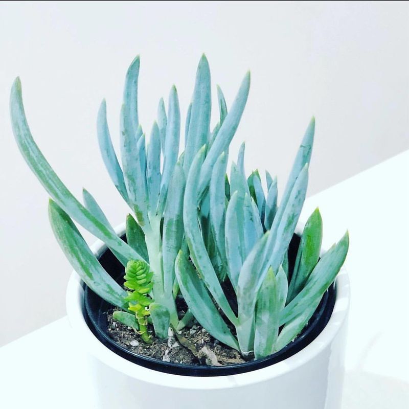 Senecio Blue Chalk Sticks