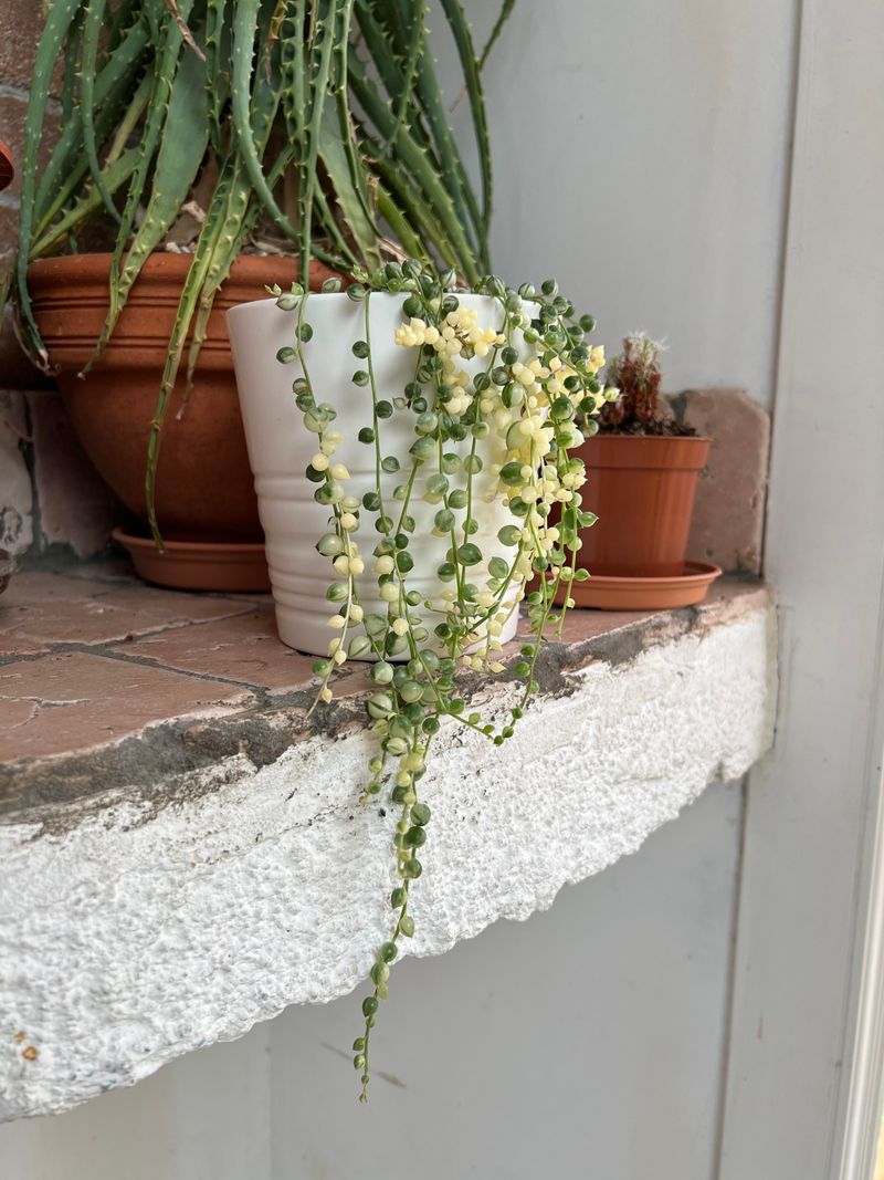 Senecio Rowleyanus