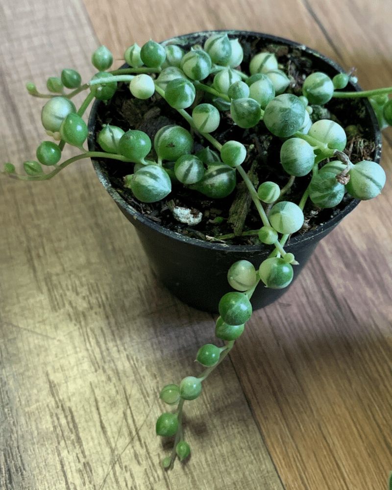 Senecio rowleyanus