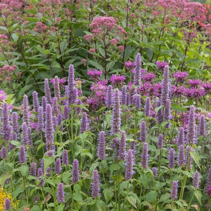 Sensational Salvia