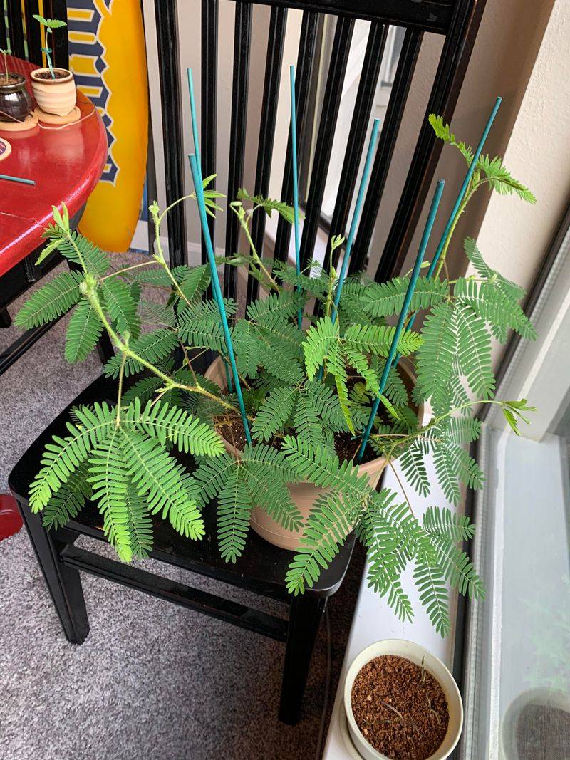 Sensitive Plant