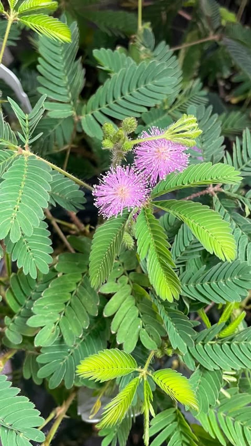 Sensitive Plant