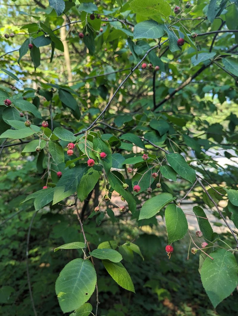 Serviceberry