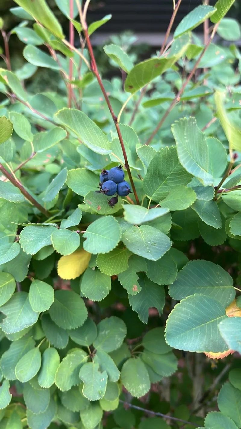 Serviceberry