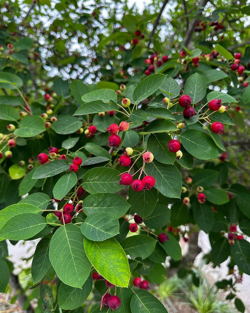 Serviceberry