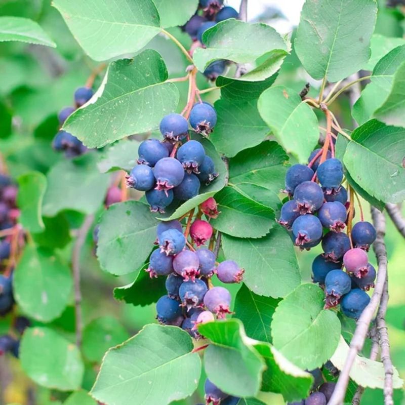 Serviceberry Shrub