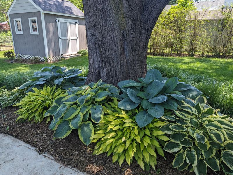 Shade Garden with Hostas