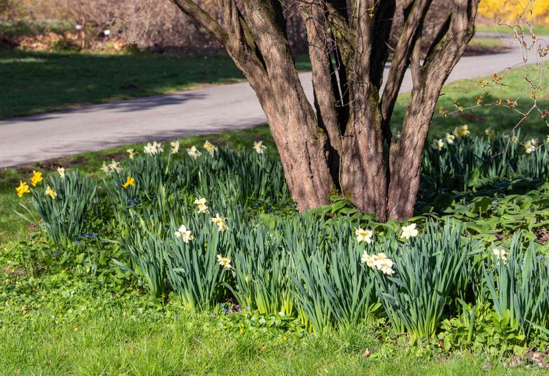 Shade-Loving Perennials