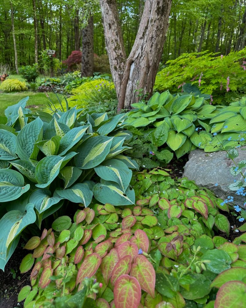 Shade-Loving Plants