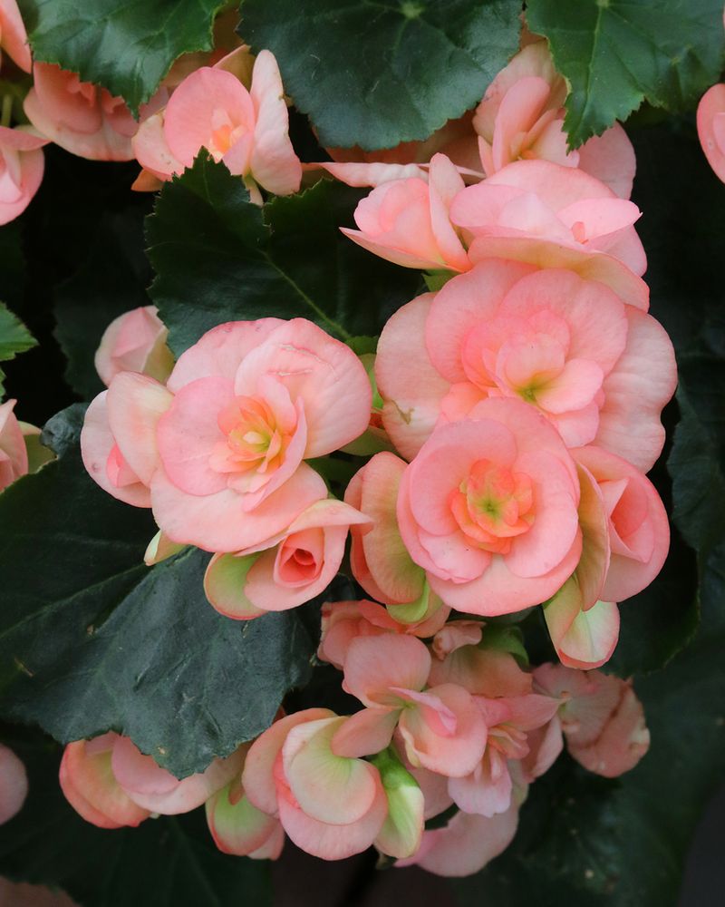 Shade-loving Begonia