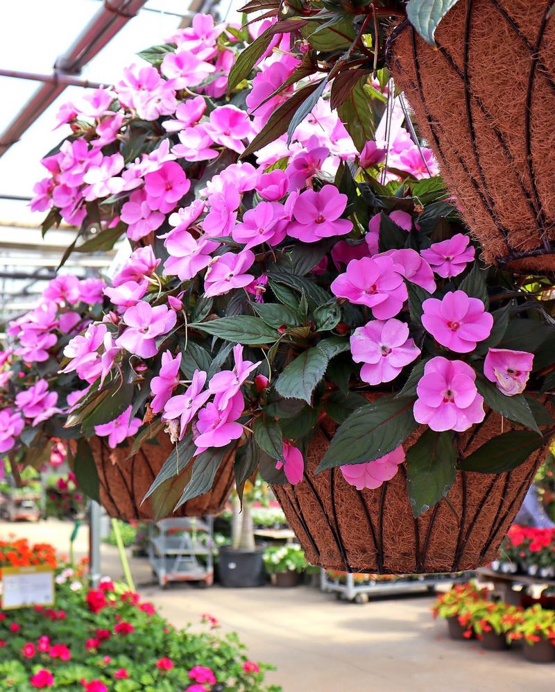 Shade-loving Impatiens