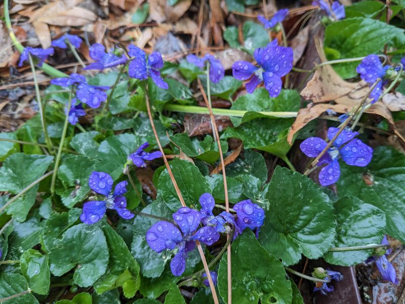 Shady Violets