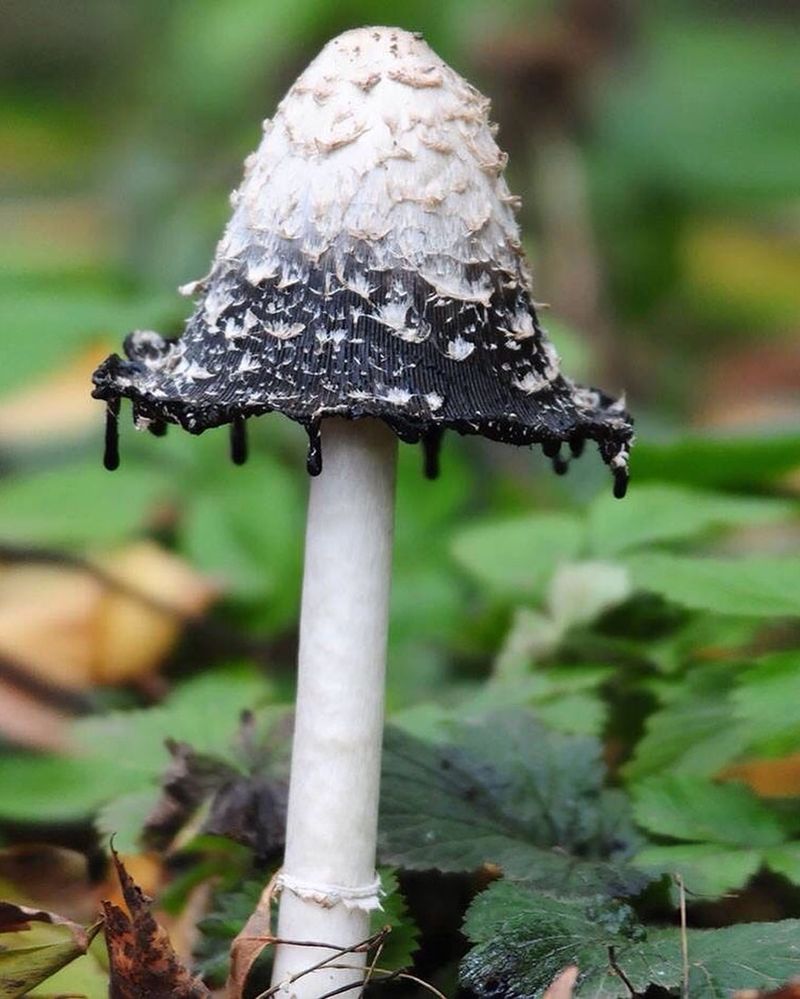 Shaggy Ink Cap