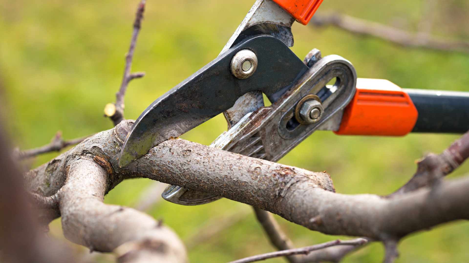 gardening shears