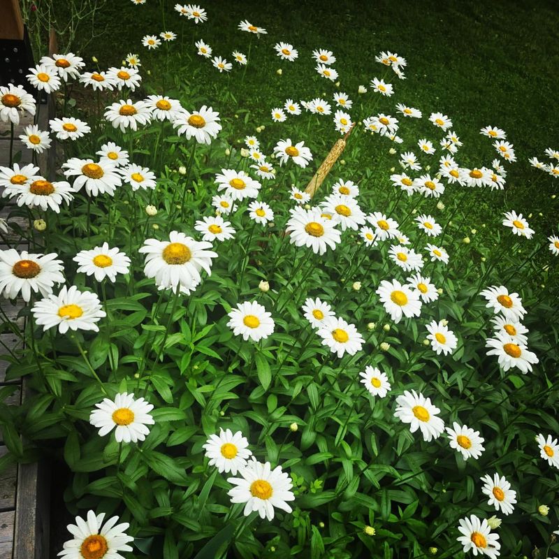 Shasta Daisy