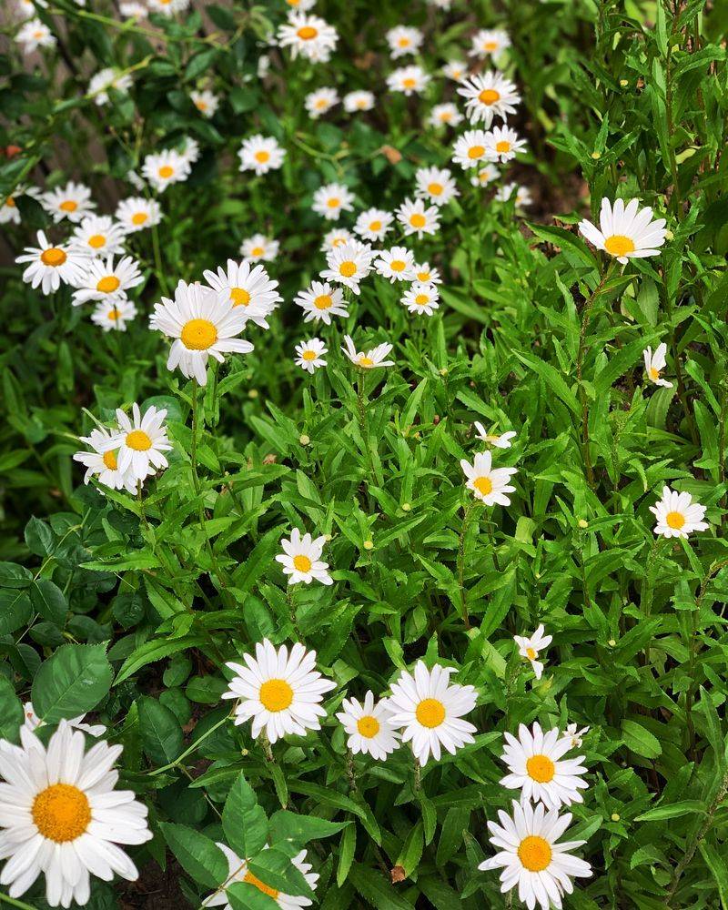 Shasta Daisy