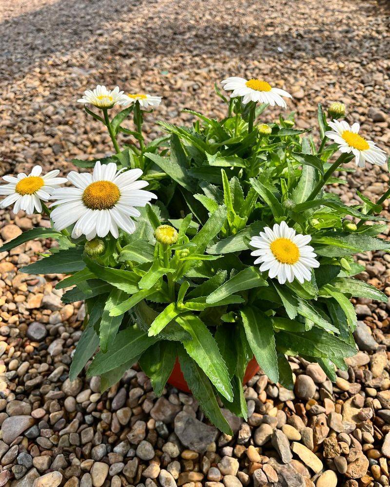 Shasta Daisy