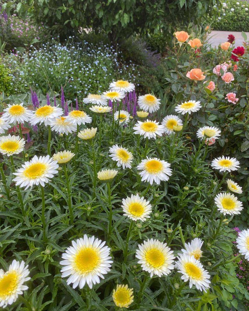 Shasta Daisy