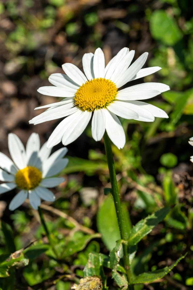 Shasta Daisy