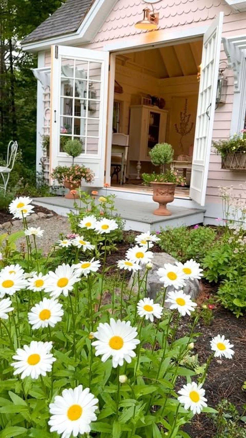 Shasta Daisy