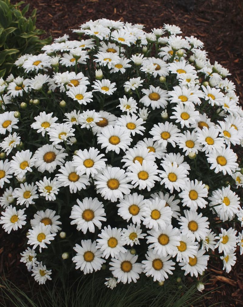 Shasta Daisy