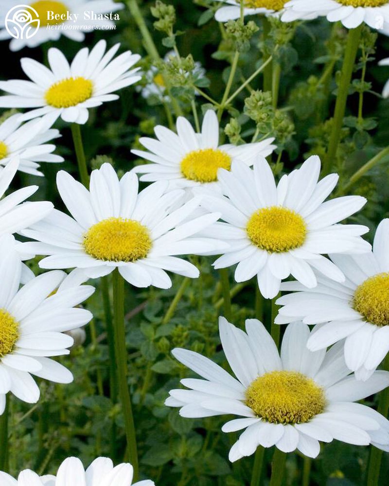 Shasta Daisy