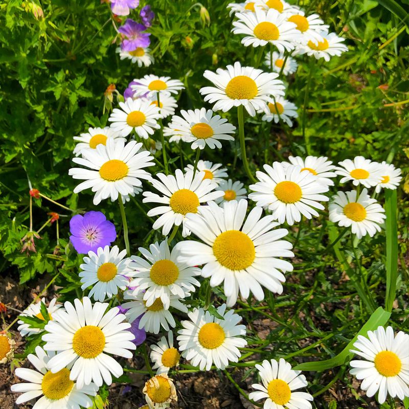 Shasta Daisy