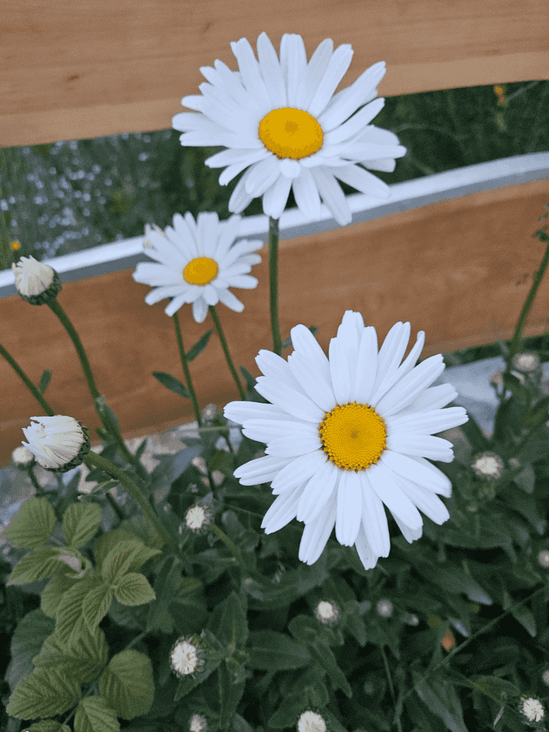 Shasta Daisy