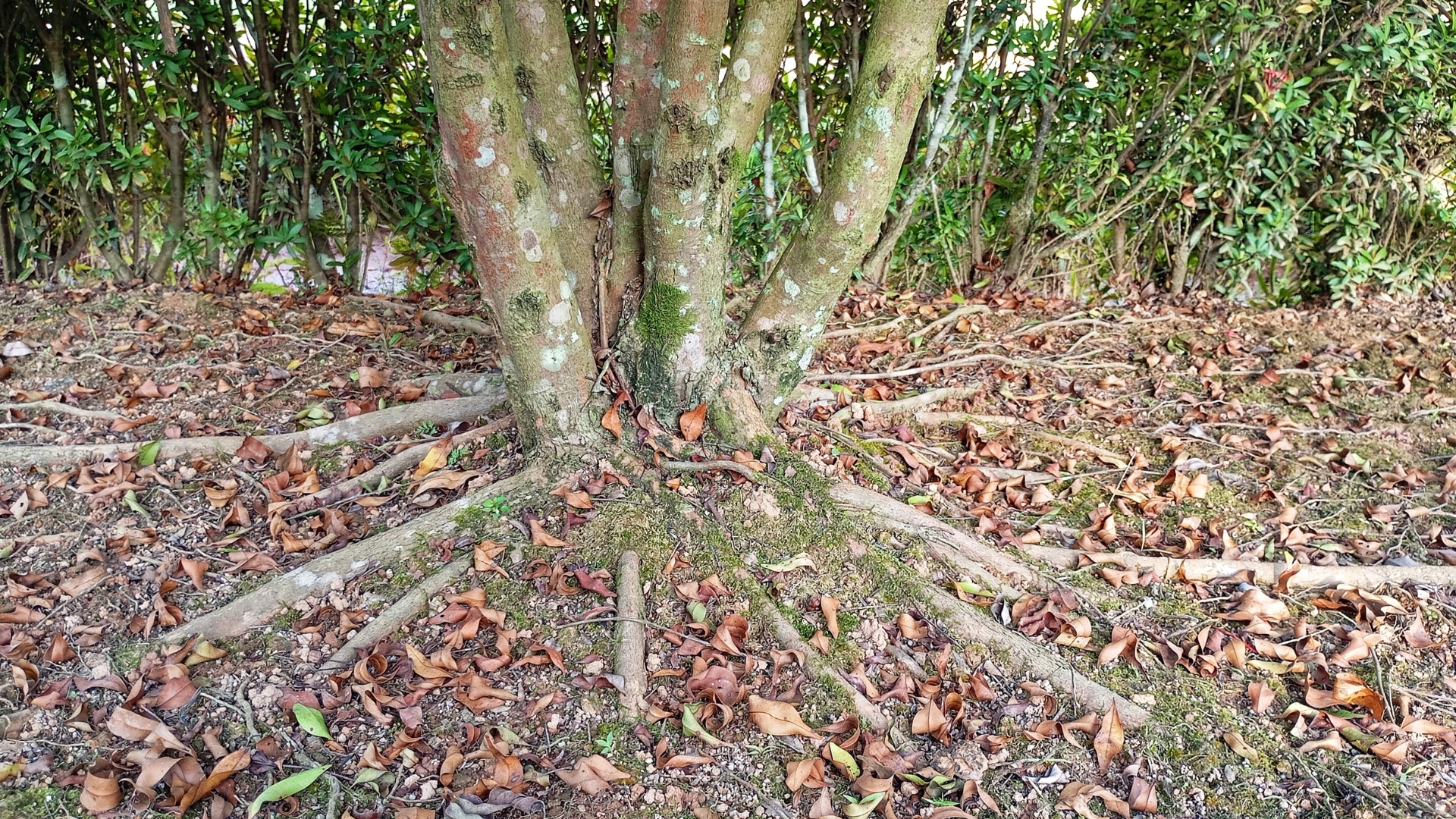 tree roots exposed