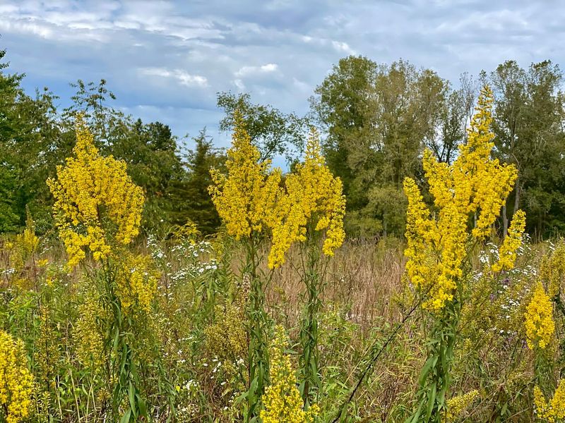 Showy Goldenrod