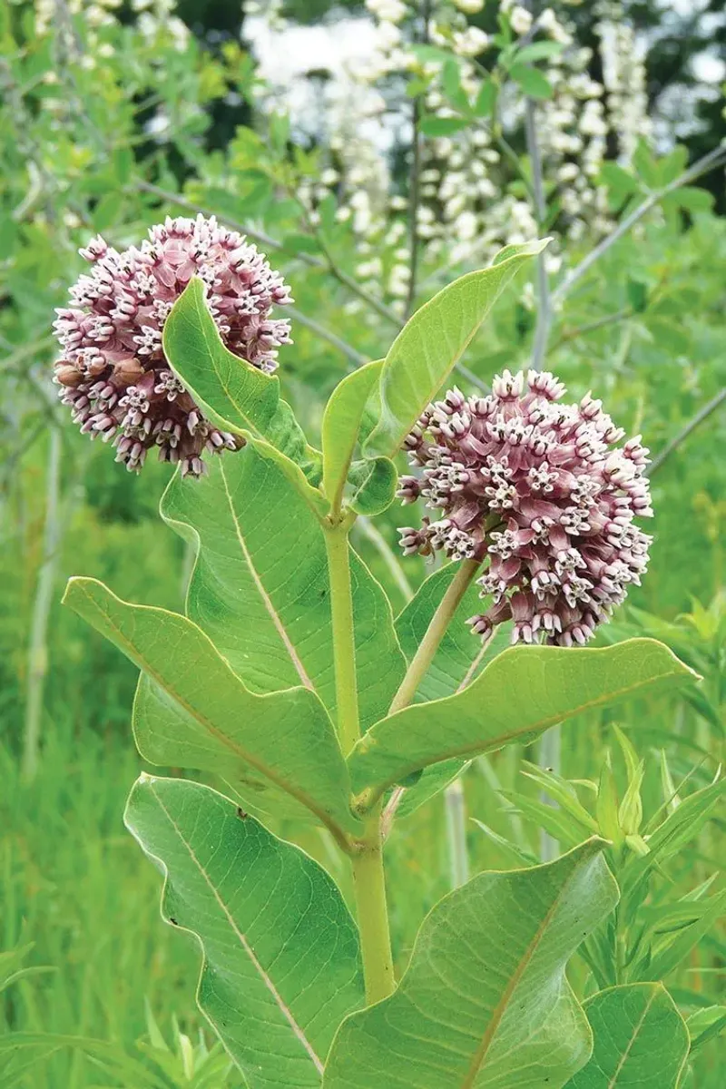 Showy Milkweed