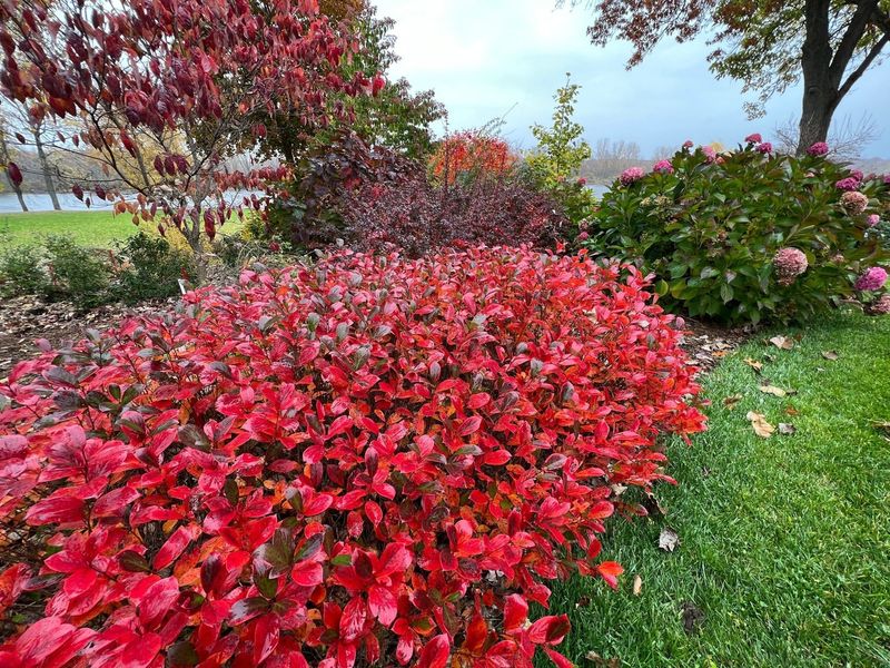 Shrub Borders