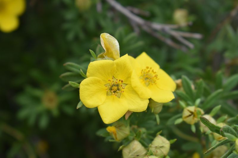 Shrubby Cinquefoil