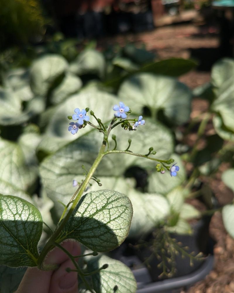 Siberian Bugloss